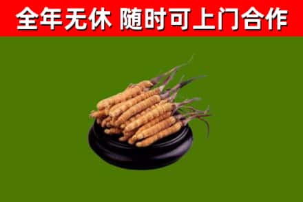 二道烟酒回收冬虫夏草.jpg