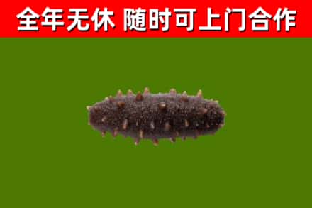 二道烟酒回收干海参.jpg